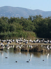 Parc Natural dels Aiguamolls de l'Empordà