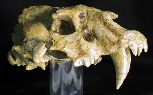 Gran felí amb dents de sabre (Homotherium latidens)