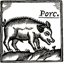 Porc, segons un gravat vuitcentista