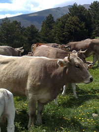 Ramat de vaca bruna dels Pirineus