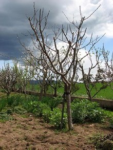 Primavera a Vallcanera