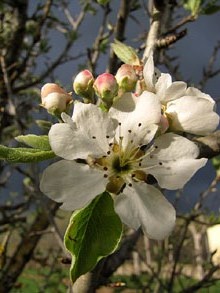 Primavera a Vallcanera