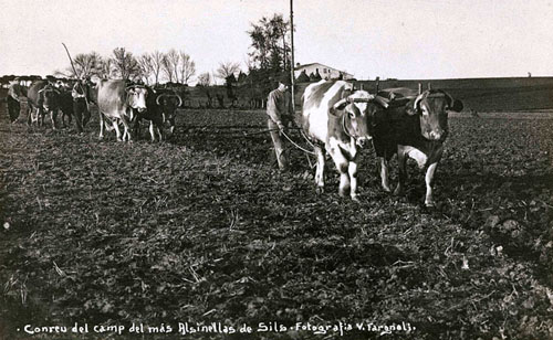 Bous llaurant un camp del mas Alzinellas de Sils. 1915-1936