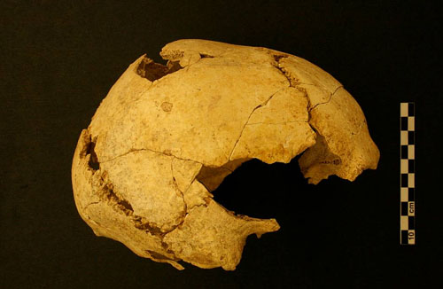 Vista lateral del crani d'humà modern (Homo sapiens) més antiga de Catalunya, trobat a Serinyà. Té una antiguitat duns 22.000 anys