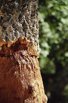 Alzina surera (Quercus suber). La indústria surotapera va ser important a Vidreres