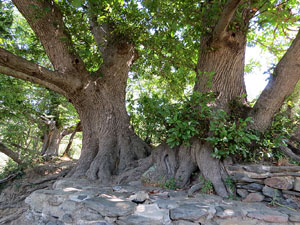 Monestir de Sant Quirze de Colera