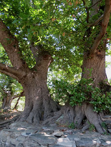 Entorn del monestir de Sant Quirze de Colera